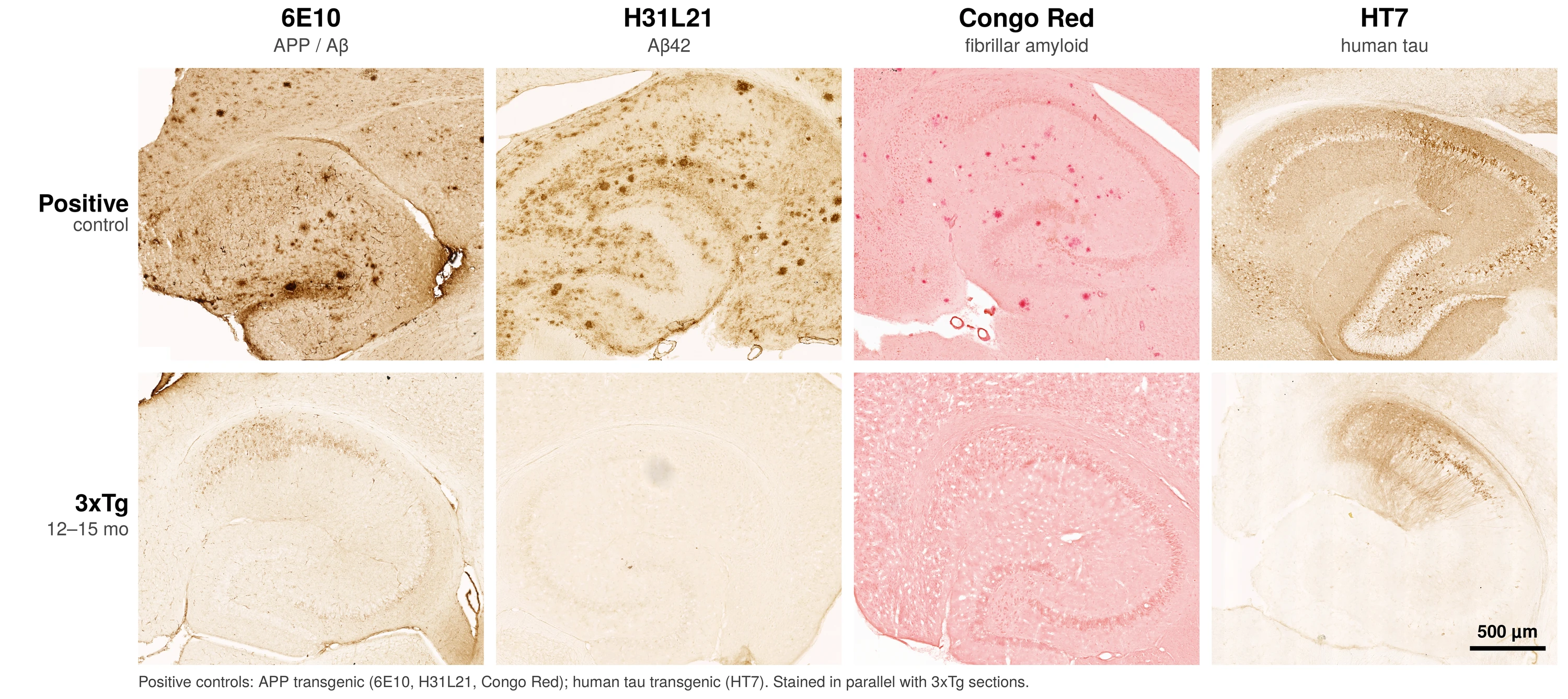 3xTg validation staining: 6E10, H31L21, Congo Red, and HT7 in positive-control mice versus 3xTg mice at 12 to 15 months, hippocampus
